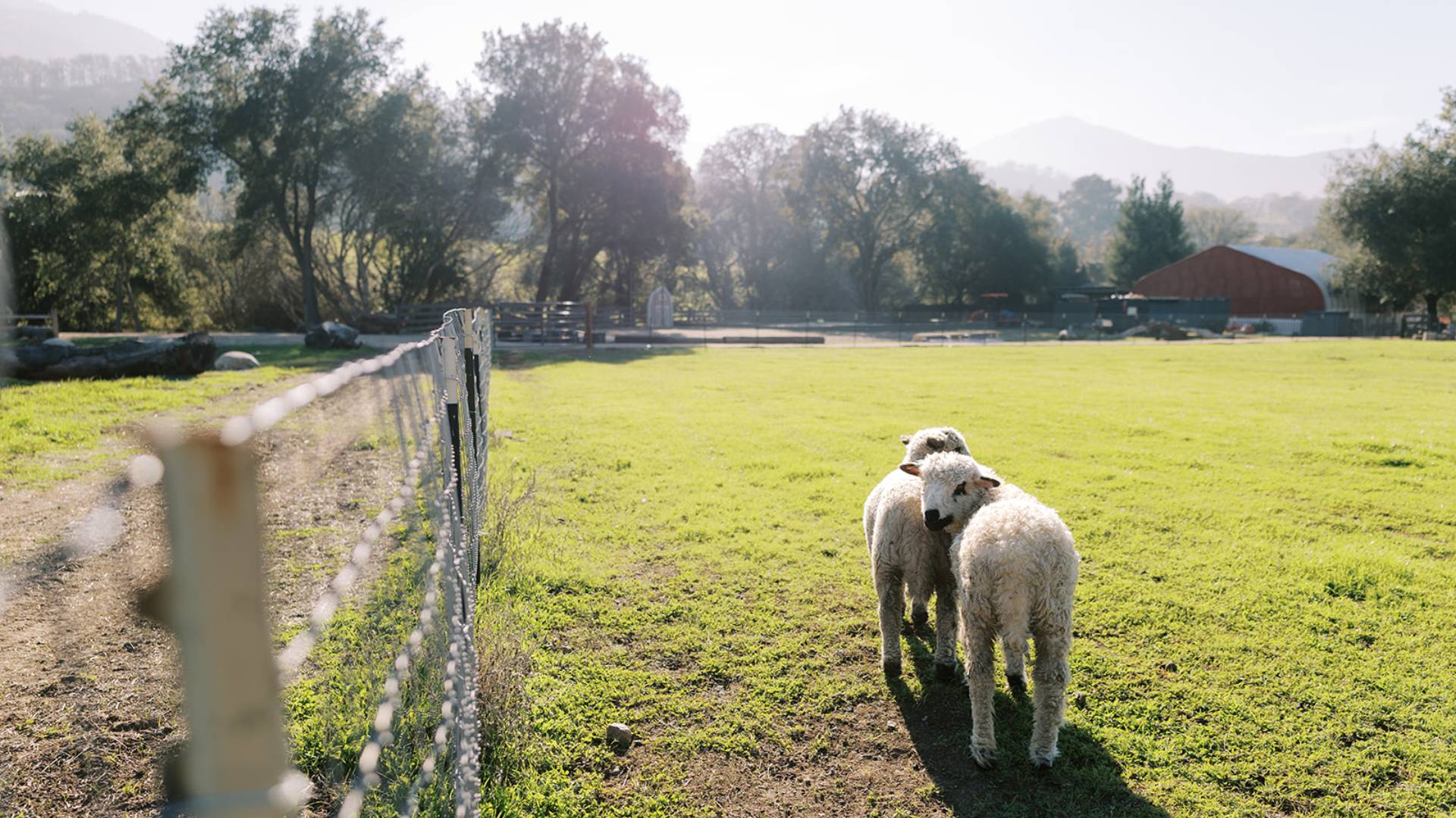 Two sheep standing near a fence in a green field on a sunny day.