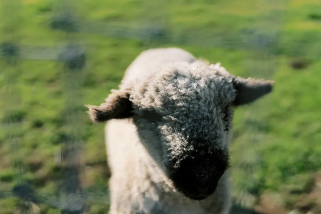 Close-up of a fluffy lamb in a green field.