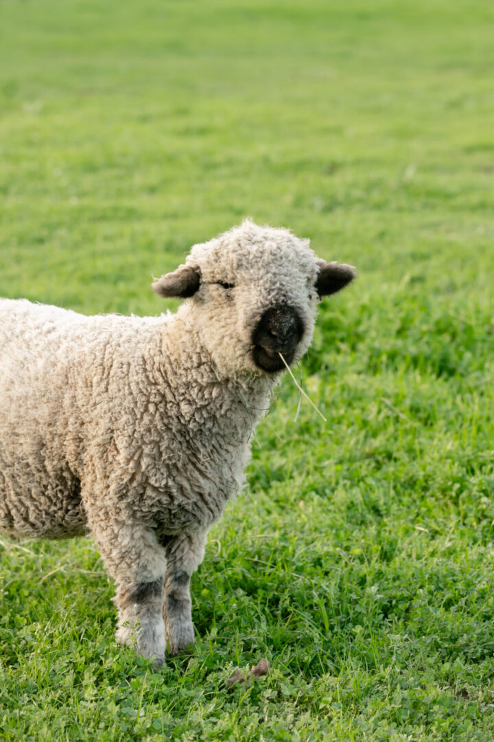 A sheep standing on green grass in a field.