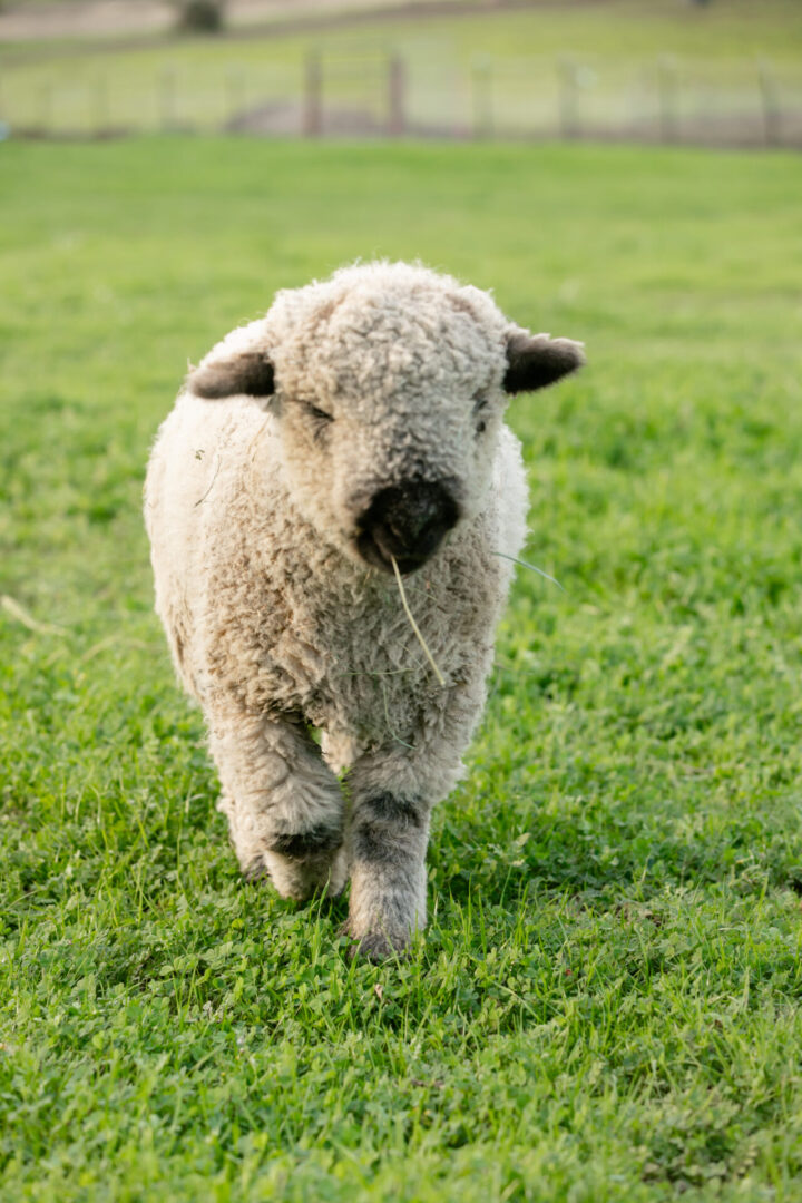A fluffy lamb walking on green grass.