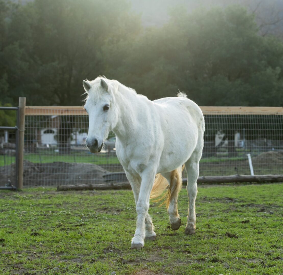 A white horse walking in a foggy pasture.