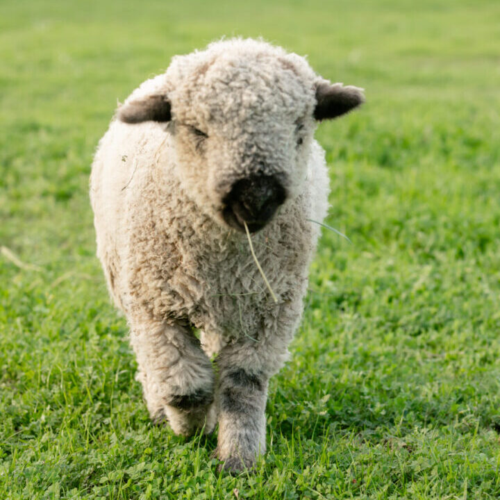 A fluffy lamb walking on green grass.